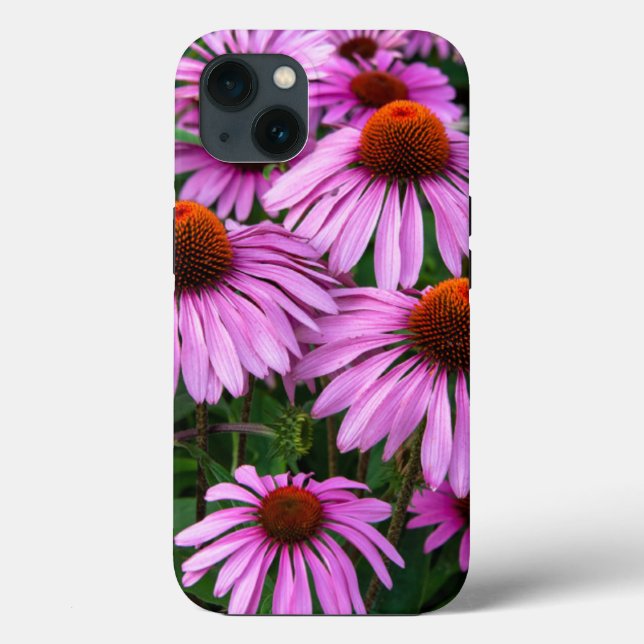 Blommor | Rosa Coneflower Garden (Baksida)