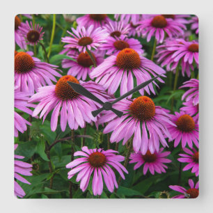Blommor Rosa Coneflower Garden Fyrkantig Klocka