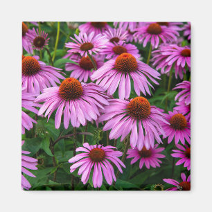 Blommor Rosa Coneflower Garden Magnet