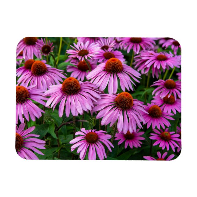 Blommor | Rosa Coneflower Garden Magnet (Horisontell)