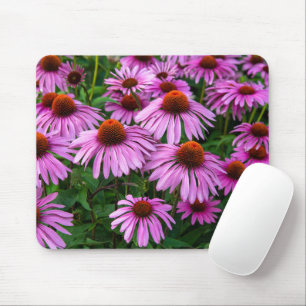 Blommor   Rosa Coneflower Garden Musmatta