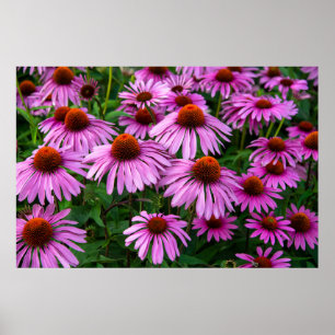 Blommor Rosa Coneflower Garden Poster