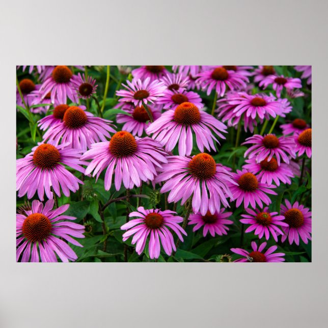 Blommor | Rosa Coneflower Garden Poster (Framsidan)