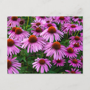Blommor Rosa Coneflower Garden Vykort