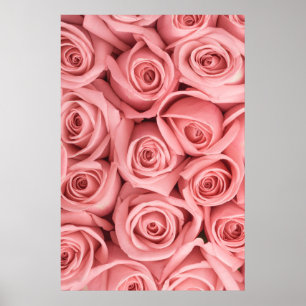 Blommor ROSA ROS Poster