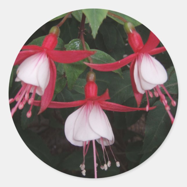 Blommor Runt Klistermärke (Framsida)