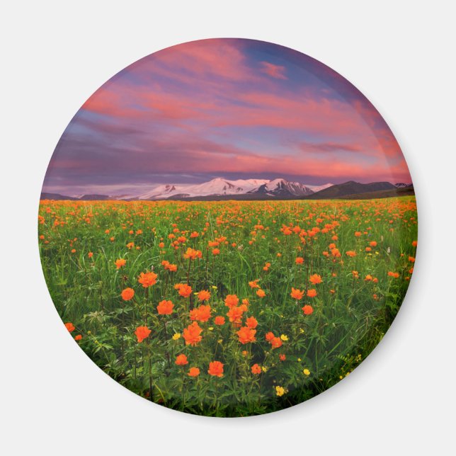 Blommor | Snötäckta bergsområden av Wildblomma Fäl Magnet (Framsidan)