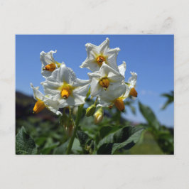Blommor Solanum tuberosum Helg Vykort