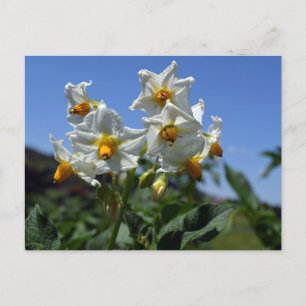 Blommor Solanum tuberosum Helg Vykort