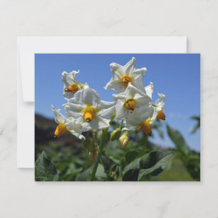 Blommor Solanum tuberosum Julkort