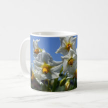 Blommor Solanum tuberosum
