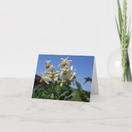 Blommor Solanum tuberosum Kort