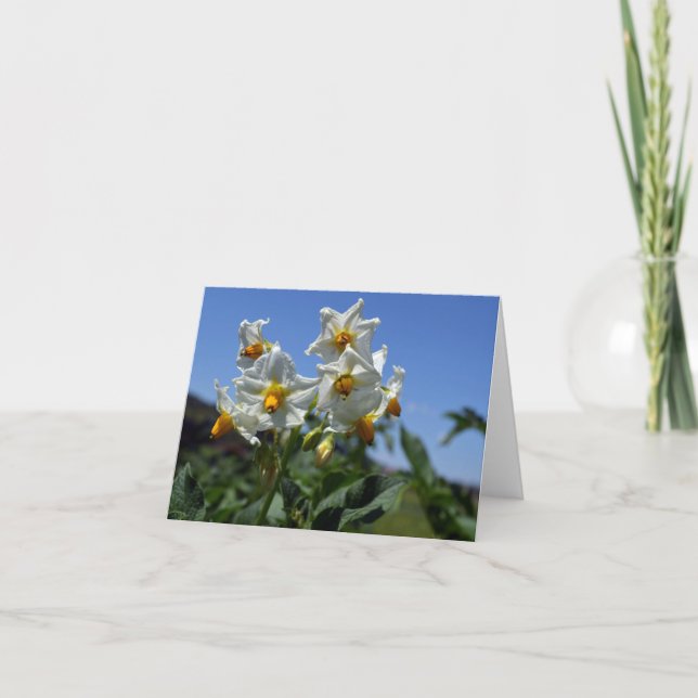 Blommor Solanum tuberosum Kort (Framsida)