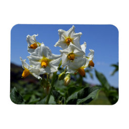 Blommor Solanum tuberosum Magnet