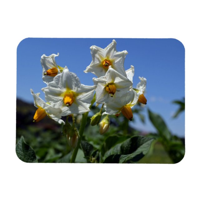 Blommor Solanum tuberosum Magnet (Horisontell)
