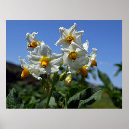 Blommor Solanum tuberosum Poster