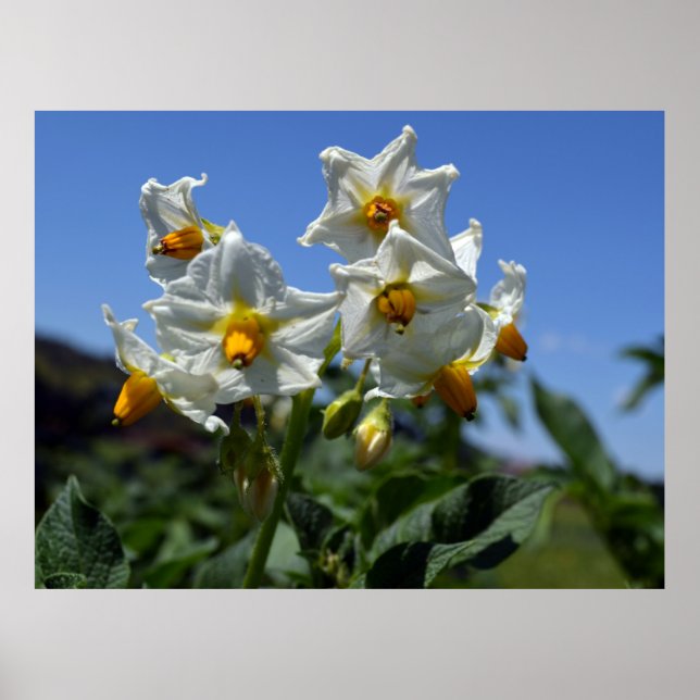 Blommor Solanum tuberosum Poster (Framsidan)