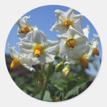 Blommor Solanum tuberosum