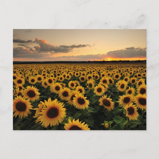 Blommor | Solfältsfält Vykort (Framsida)