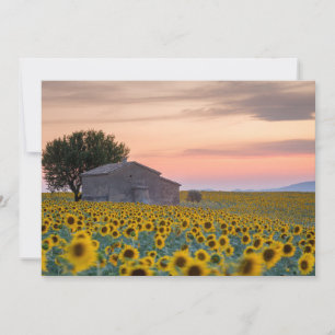 Blommor Solfältsprovence, Frankrike Tack Kort