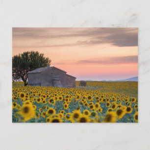 Blommor Solfältsprovinsen Provence, Frankrike Vykort