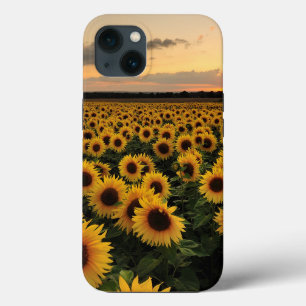 Blommor Solros Fält