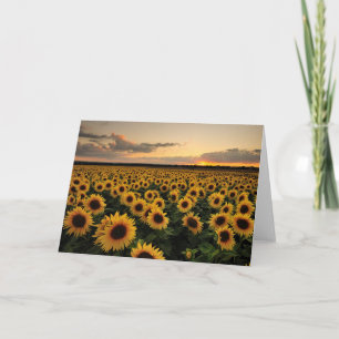 Blommor Solros Fält Kort