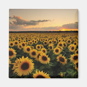 Blommor Solros Fält Magnet