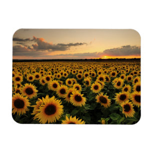 Blommor Solros Fält Magnet
