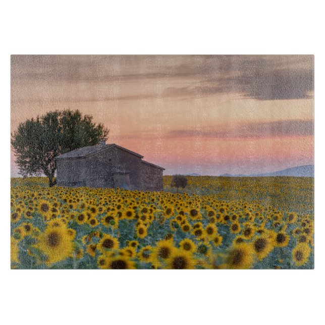 Blommor | Solros Fält Provence, Frankrike (Framsidan)