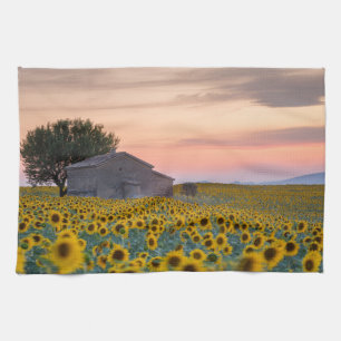 Blommor   Solros Fält Provence, Frankrike Kökshandduk