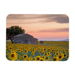 Blommor Solros Fält Provence, Frankrike Magnet