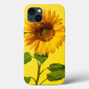 Blommor Solros på Gult