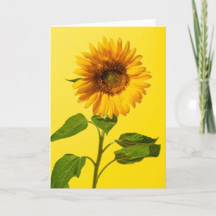 Blommor Solros på Gult Kort