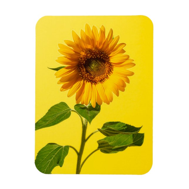 Blommor | Solros på Gult Magnet (Vertikal)