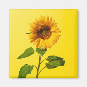 Blommor Solros på Gult Magnet
