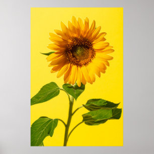 Blommor Solros på Gult Poster