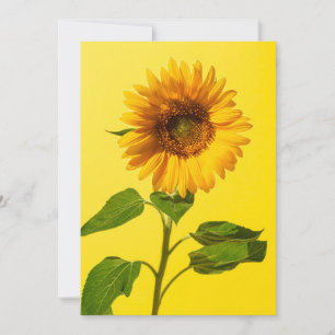 Blommor Solros på Gult Tack Kort