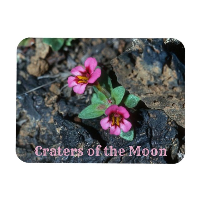 Blommor som odlas i Lava Sten, centraler i Måne Magnet (Horisontell)