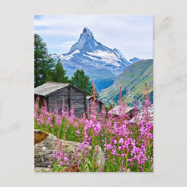 Blommor | Sommar Matterhorn Schweiz Vykort (Framsida)