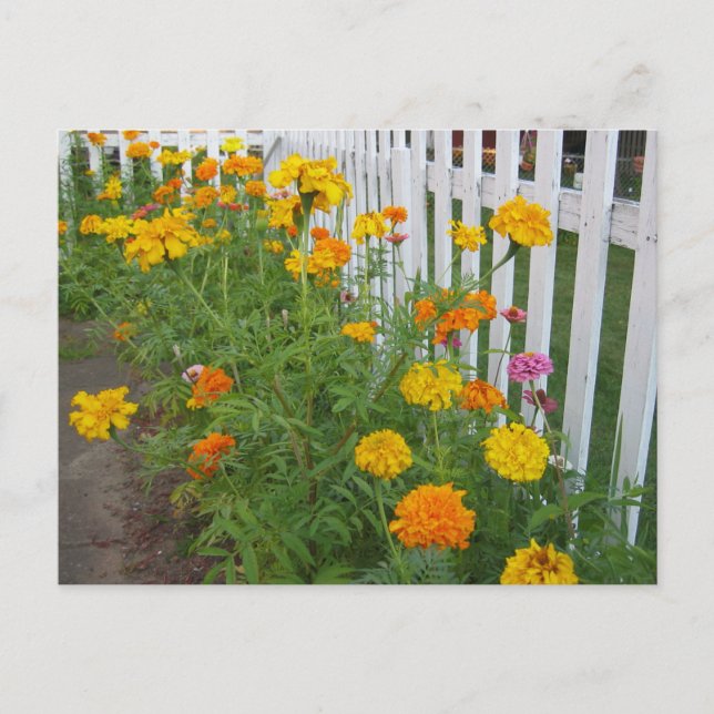 Blommor & staket vykort (Framsida)