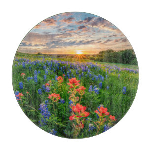 Blommor Texas Bluebonnets & Indian Paintbrush