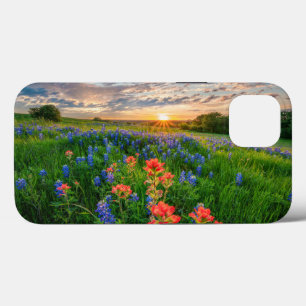 Blommor Texas Bluebonnets & Indian Paintbrush