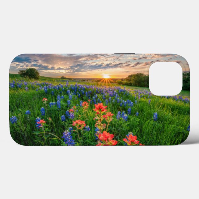 Blommor | Texas Bluebonnets & Indian Paintbrush (Baksida (horisontell))