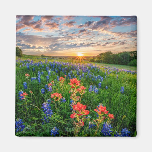 Blommor | Texas Bluebonnets & Indian Paintbrush Magnet (Framsidan)