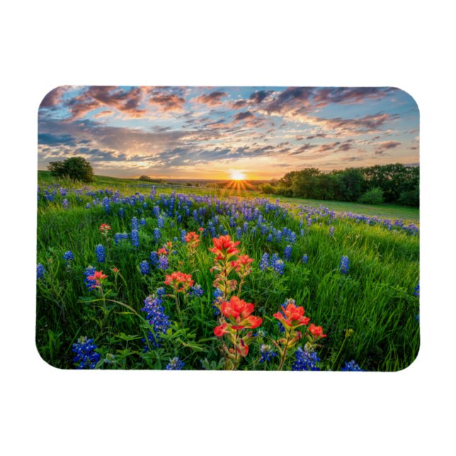 Blommor | Texas Bluebonnets & Indian Paintbrush Magnet (Horisontell)