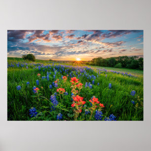 Blommor Texas Bluebonnets & Indian Paintbrush Poster