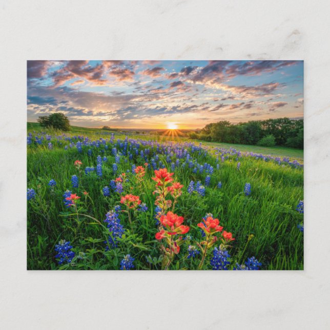 Blommor | Texas Bluebonnets & Indian Paintbrush Vykort (Framsida)