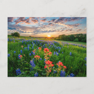 Blommor Texas Bluebonnets & Indian Paintbrush Vykort