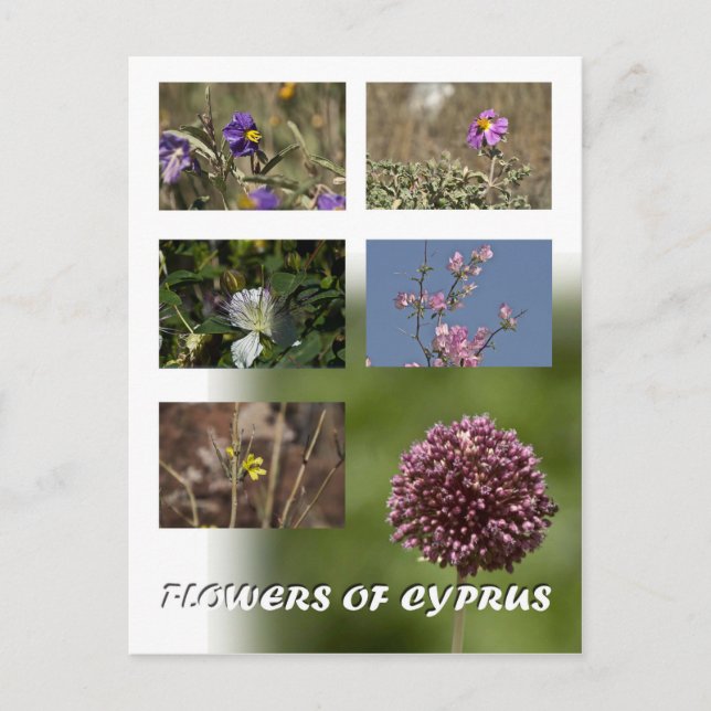 Blommor till Cyperns vykort (Framsida)